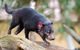 Kangaroos & Koala Encounter Experience (Half Day Private Tour) - thumb 1