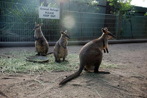 Kangaroos & Koala Encounter Experience (Half Day Private Tour) - Accommodation Batemans Bay 2