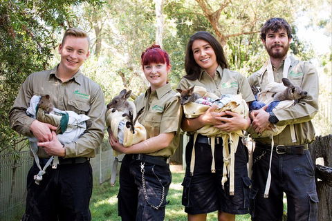 Kangaroos & Koala Encounter Experience (Half Day Private Tour) - Accommodation Batemans Bay 3