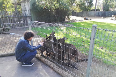 Kangaroos & Koala Encounter Experience (Half Day Private Tour) - Accommodation Batemans Bay 4