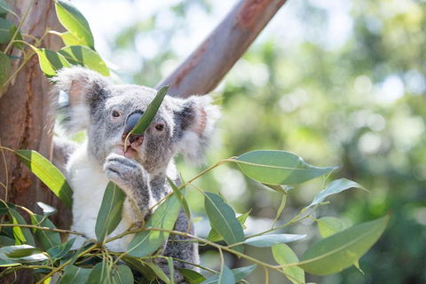Kangaroos & Koala Encounter Experience (Half Day Private Tour) - Accommodation Batemans Bay 5