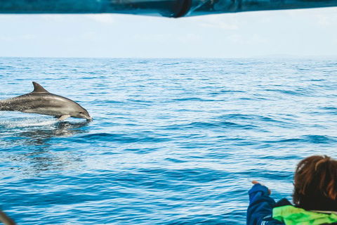 Cruise With Dolphins In Byron Bay - Accommodation Batemans Bay 0