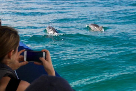 Cruise With Dolphins In Byron Bay - Accommodation Batemans Bay 1