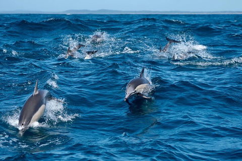 Cruise With Dolphins In Byron Bay - Accommodation Batemans Bay 2