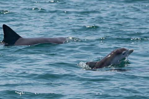 Cruise With Dolphins In Byron Bay - Accommodation Batemans Bay 5