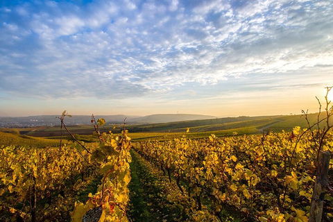 Wine Tours Sydney - Southern Highlands Day Escape, Full Day Wine Tasting Tour - Accommodation Batemans Bay 1