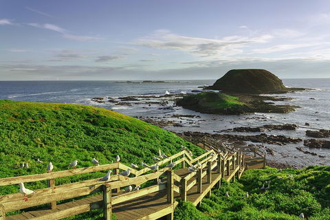 Full-Day Private Australian Wildlife Tour Of Phillip Island - Accommodation Batemans Bay 0