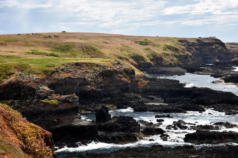 Full-Day Private Australian Wildlife Tour Of Phillip Island - Accommodation Batemans Bay 4