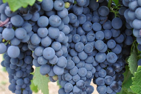 Adelaide Hills Day Tour. Winery Cellar Doors - Accommodation Batemans Bay 3