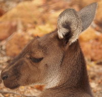 Australian animals Seascape and Sunset Photography Tour - Accommodation Batemans Bay