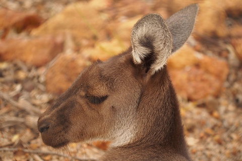 Australian Animals, Seascape And Sunset Photography Tour - Accommodation Batemans Bay 0