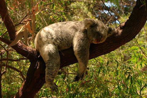 Australian Animals, Seascape And Sunset Photography Tour - Accommodation Batemans Bay 1