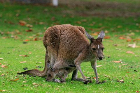 Australian Animals, Seascape And Sunset Photography Tour - Accommodation Batemans Bay 2