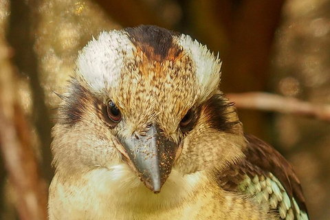 Australian Animals, Seascape And Sunset Photography Tour - Accommodation Batemans Bay 3