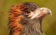 Australian Animals, Seascape And Sunset Photography Tour - thumb 4