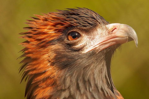 Australian Animals, Seascape And Sunset Photography Tour - Accommodation Batemans Bay 4