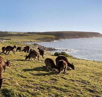 Kangaroo Island Personal Group Tours - Accommodation Batemans Bay