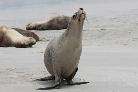 Kangaroo Island Personal Group Tours - Accommodation Batemans Bay 4