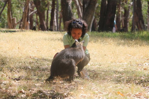 Cleland Wildlife Park Tour From Adelaide Including Mount Lofty Summit - Accommodation Batemans Bay 1