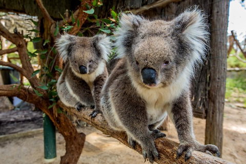 Cleland Wildlife Park Tour From Adelaide Including Mount Lofty Summit - Accommodation Batemans Bay 3