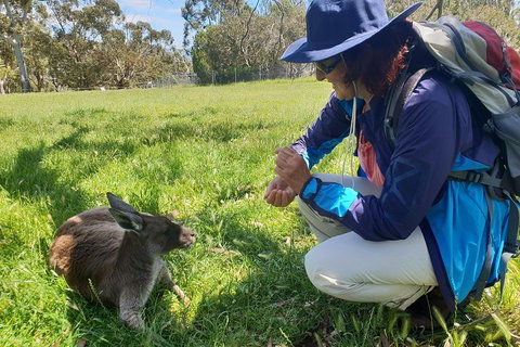 Mount Lofty Hike And Cleland Wildlife Park Day Trip From Adelaide - Accommodation Batemans Bay 1