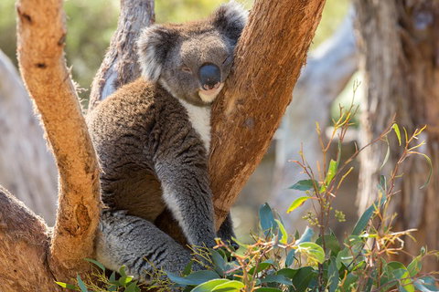 Mount Lofty Hike And Cleland Wildlife Park Day Trip From Adelaide - Accommodation Batemans Bay 2
