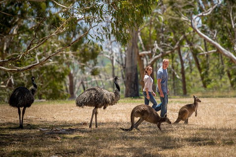 Mount Lofty Hike And Cleland Wildlife Park Day Trip From Adelaide - Accommodation Batemans Bay 5