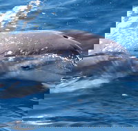 Jervis Bay Dolphin Watch Cruise - Accommodation Batemans Bay