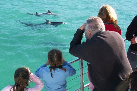 Jervis Bay Dolphin Watch Cruise - Accommodation Batemans Bay 4