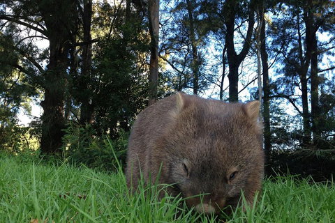 From The Mountains To The Bay - 4 Day Rediscovery Private Tour - Accommodation Batemans Bay 5