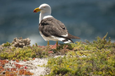 From The Mountains To The Bay - 4 Day Rediscovery Small Group Tour - Accommodation Batemans Bay 1