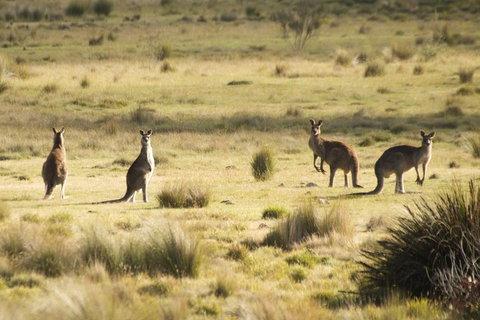From The Mountains To The Bay - 4 Day Rediscovery Small Group Tour - Accommodation Batemans Bay 4