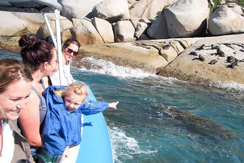Seal Island Boat Tour From Victor Harbor - Accommodation Batemans Bay 4