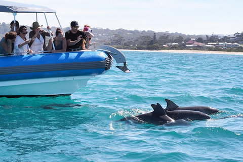 Seal Island Boat Tour From Victor Harbor - Accommodation Batemans Bay 5