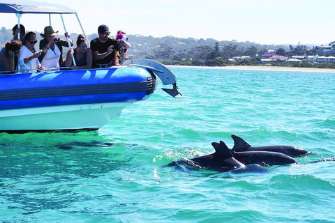 Southern Ocean Adventure From Victor Harbor - Accommodation Batemans Bay 2