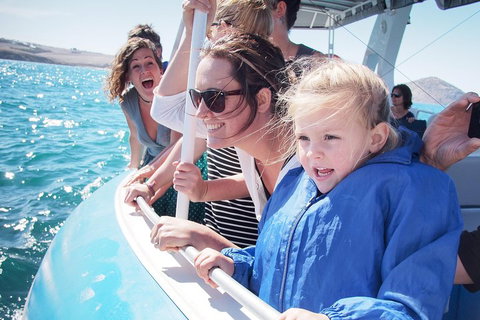 Southern Ocean Adventure From Victor Harbor - Accommodation Batemans Bay 4