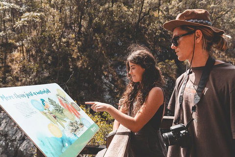 Springbrook AndTamborine Rainforest Tour Incl Natural Bridge And Glow Worm Cave - Accommodation Batemans Bay 0