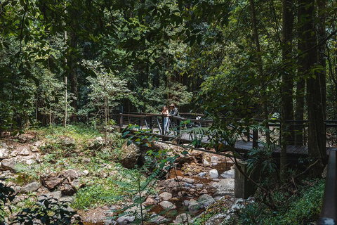 Springbrook AndTamborine Rainforest Tour Incl Natural Bridge And Glow Worm Cave - Accommodation Batemans Bay 3