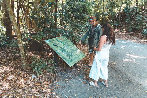 Springbrook AndTamborine Rainforest Tour Incl Natural Bridge And Glow Worm Cave - Accommodation Batemans Bay 5