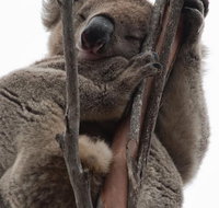 2-Day Kangaroo Island 4WD Small-Group Tour from Adelaide - Accommodation Batemans Bay