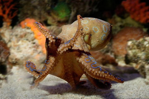 General Admission Entry At AQWA - Accommodation Batemans Bay 0