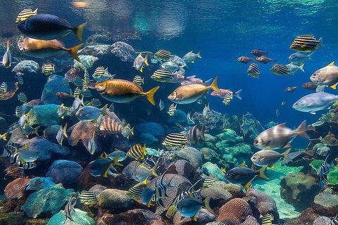 General Admission Entry At AQWA - Accommodation Batemans Bay 5