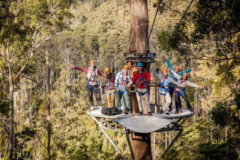 Hollybank Wilderness Adventure - Zipline Tours - Accommodation Batemans Bay 1