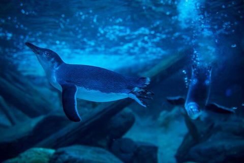 SEA LIFE Sunshine Coast Aquarium Entrance Ticket - Accommodation Batemans Bay 1