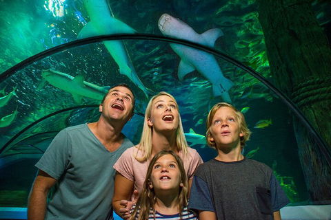SEA LIFE Sunshine Coast Aquarium Entrance Ticket - Accommodation Batemans Bay 3