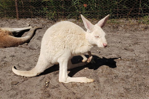 Very Best Of Perth Tour - Wildlife Park & City Highlights Tour - Accommodation Batemans Bay 3