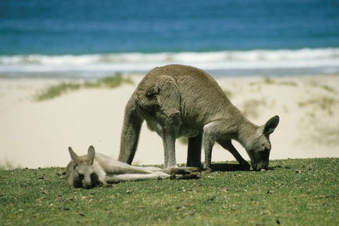 Great Ocean Road Highlights Tour - 2 Days, 1 Night - Accommodation Batemans Bay 2