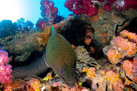 Scuba Dive The S.S. Yongala Wreck On The Great Barrier Reef. - Accommodation Batemans Bay 1